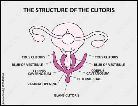 clitores pic|Clitoris anatomy, purpose, and location (with a diagram) .